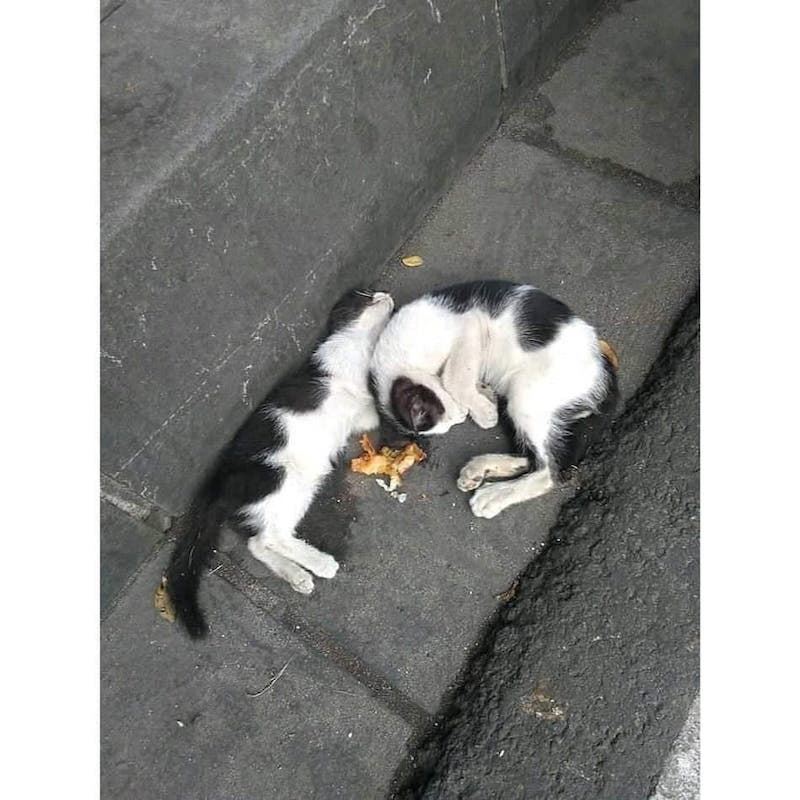 ingatkan tidur, kucing bawa makanan untuk kawan yang sudah mati, ''sedihnya!''